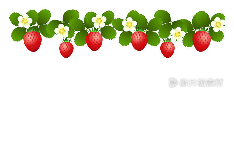 背景红色的草莓，白色的草莓花和绿色的叶子
