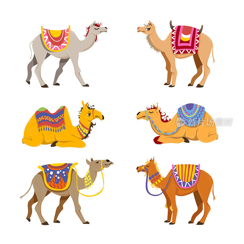 骆驼为沙漠大篷车