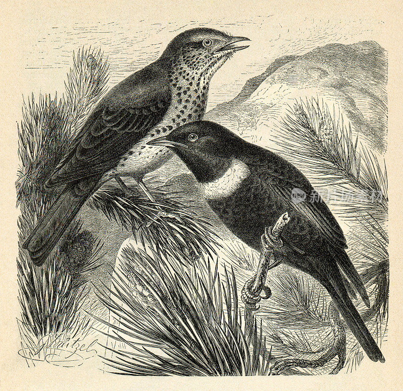 画眉鸟和鸣鸫1891年
