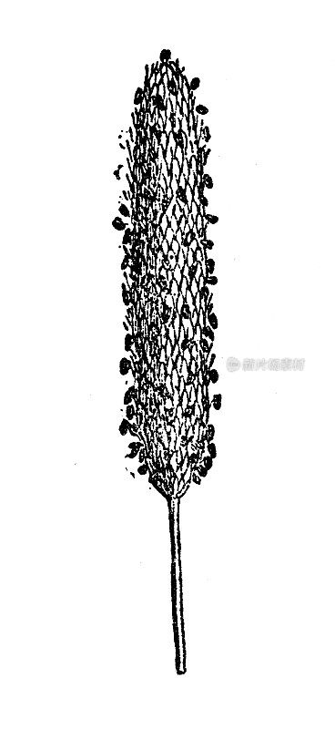 古色古香的插图:秃毛草、狐尾草