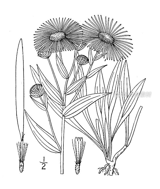 古植物学植物插图:灯盏花、三神经灯盏花