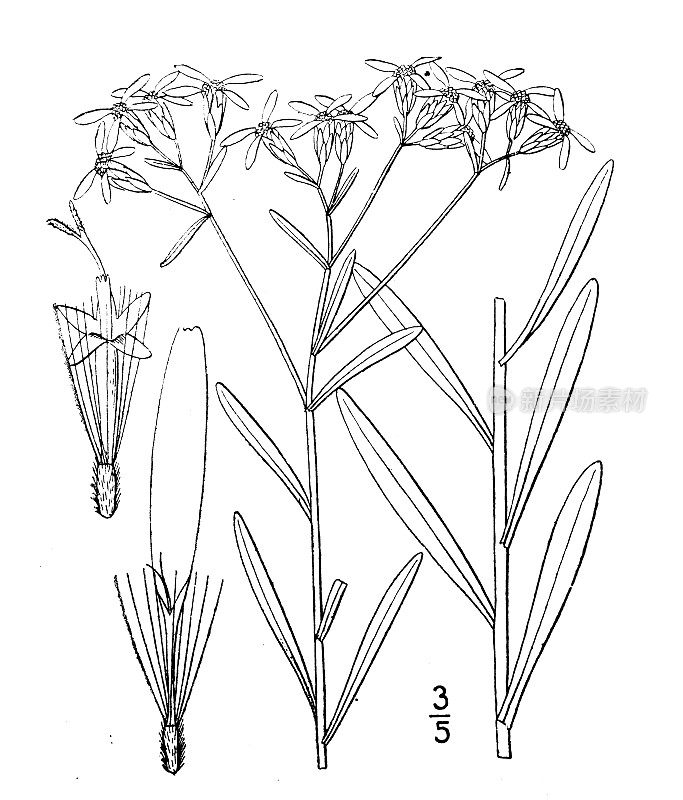 古植物学植物插图:丝瓜属植物，窄叶白顶紫菀