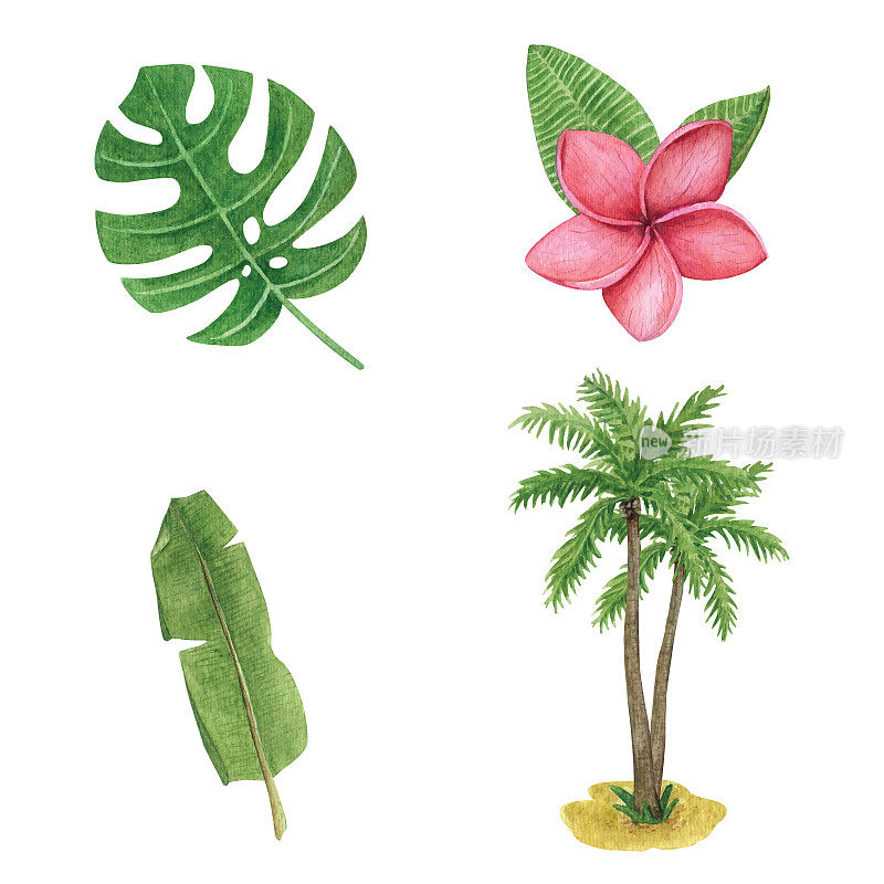 与水彩热带树叶的monstera和棕榈树。夏季采集外来植物。