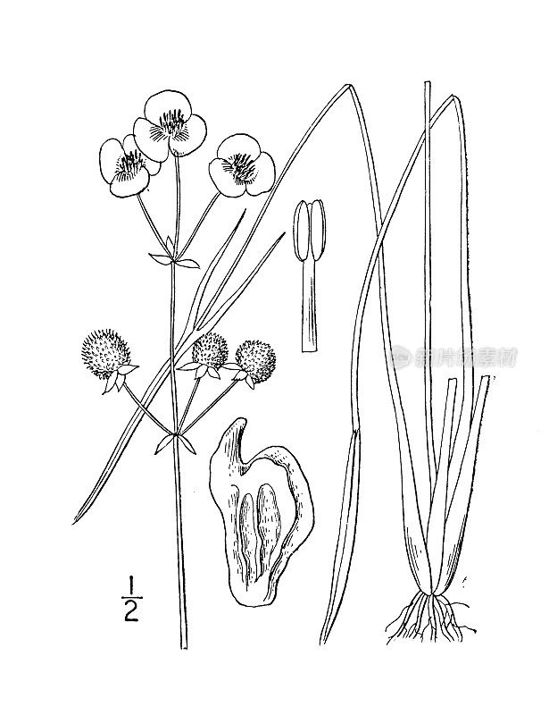 古植物学植物插图:慈姑，恩格尔曼的箭头