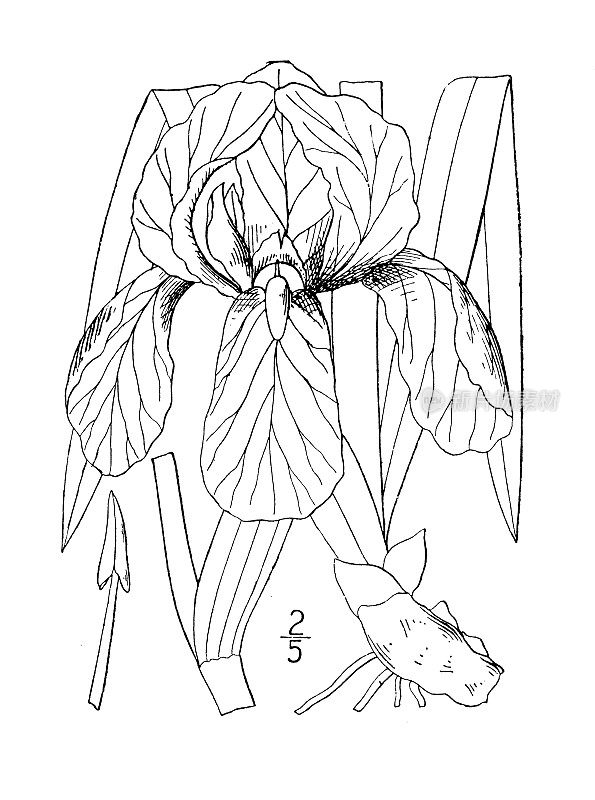 古植物学植物插图:鸢尾德国，百合