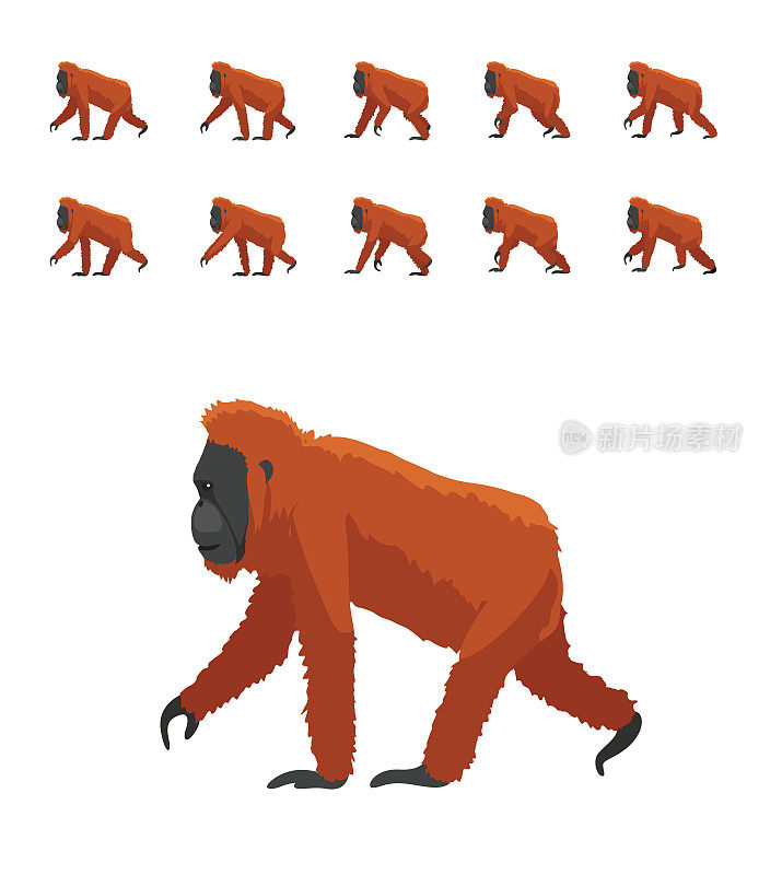 动物动画灵长类猿猩猩行走帧序列可爱卡通矢量插图