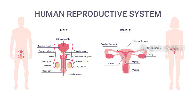 人类生殖系统。女性和男性身体具有生殖系统器官