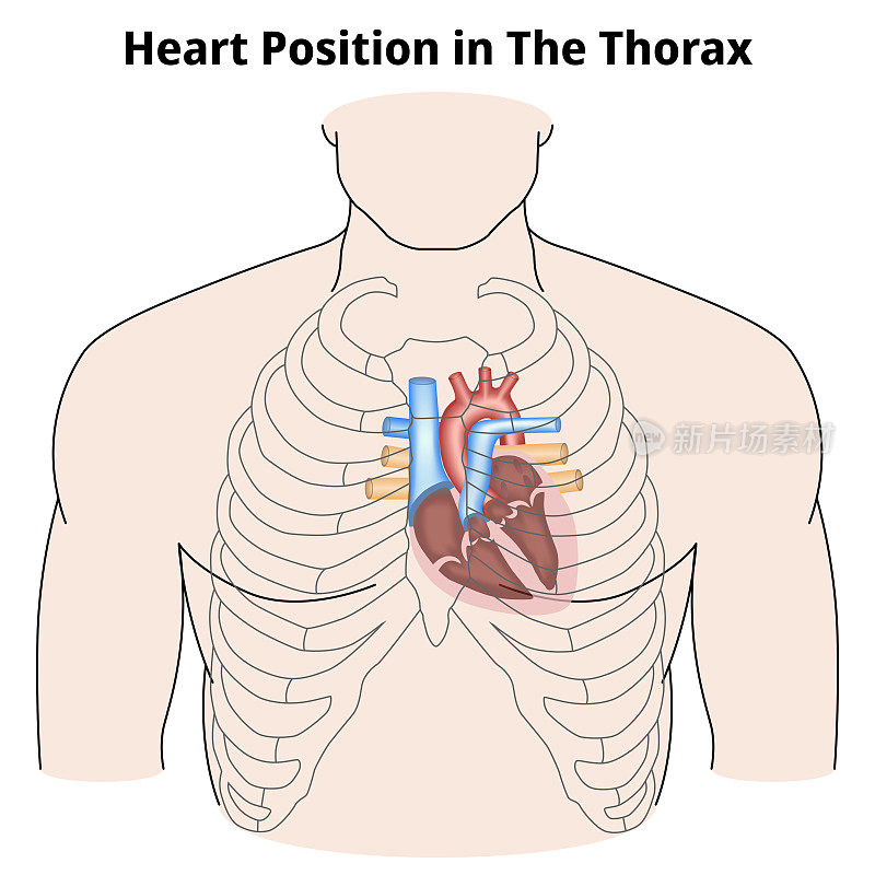 心脏在胸腔中的位置