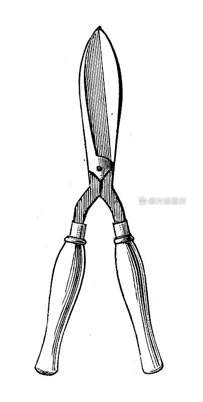 古董雕刻插图:剪刀