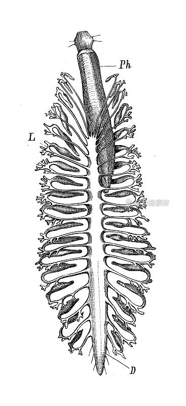 古代生物动物学图像:阿佛洛狄忒