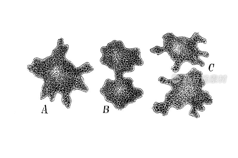 单胞虫(根据哈克的说法是原始变形虫)通过分裂繁殖