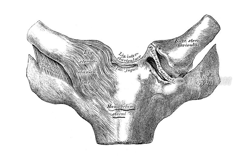 联合sternum-clavicle