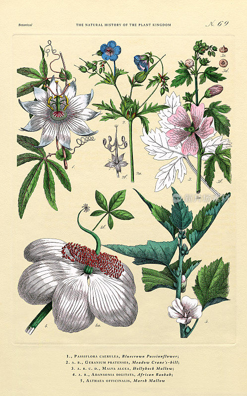 草本和开花植物，植物王国，维多利亚植物插图，大约1853年