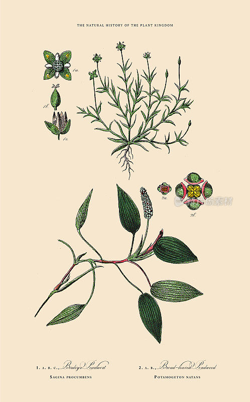 开花植物，植物王国，维多利亚植物插图，大约1853年