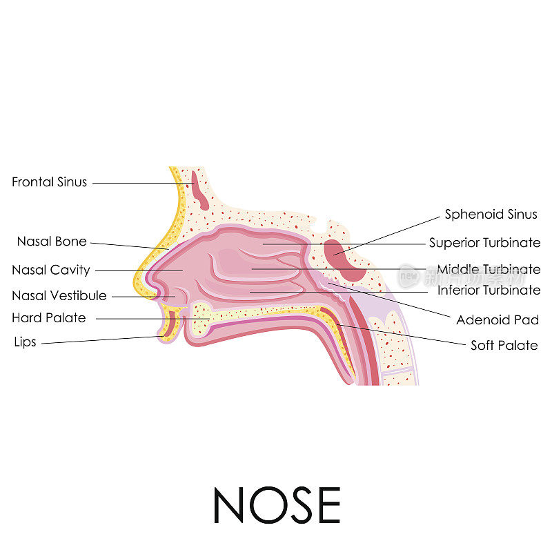 人类的鼻子解剖学