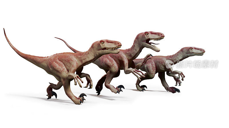 一群奔龙，它们捕食兽脚类恐龙