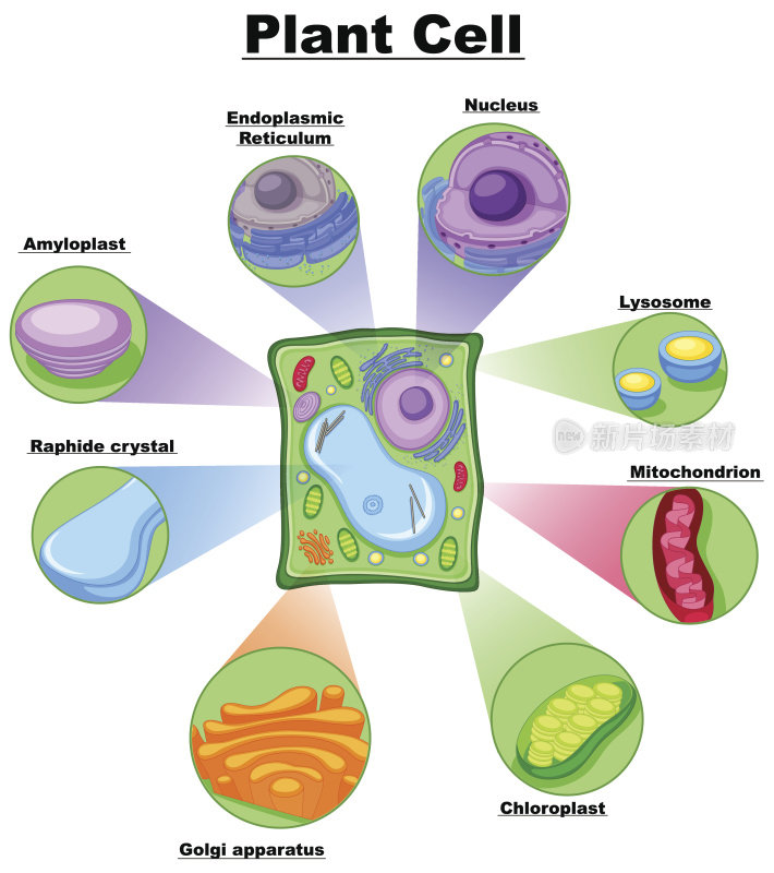 植物细胞图
