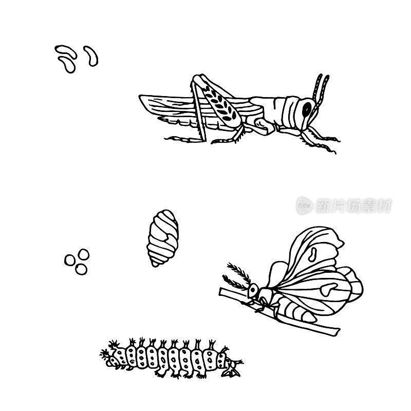 手绘墨单色蝴蝶、蚱蜢、虫卵、幼虫