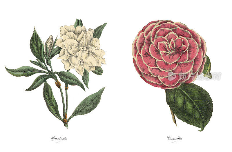 维多利亚栀子花和山茶植物图解