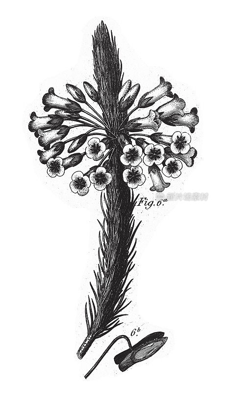 海角石南，植物与树脂或乳白色树液雕刻古董插图，出版1851年