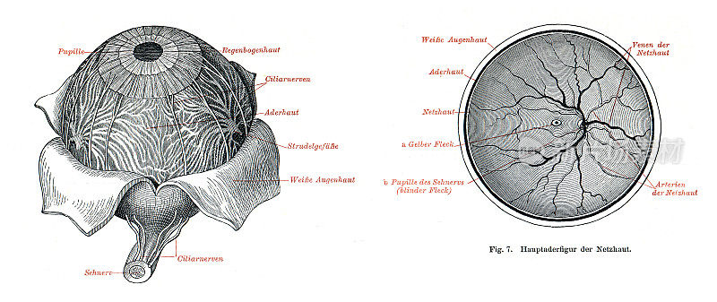 视网膜和眼球的医学说明1896