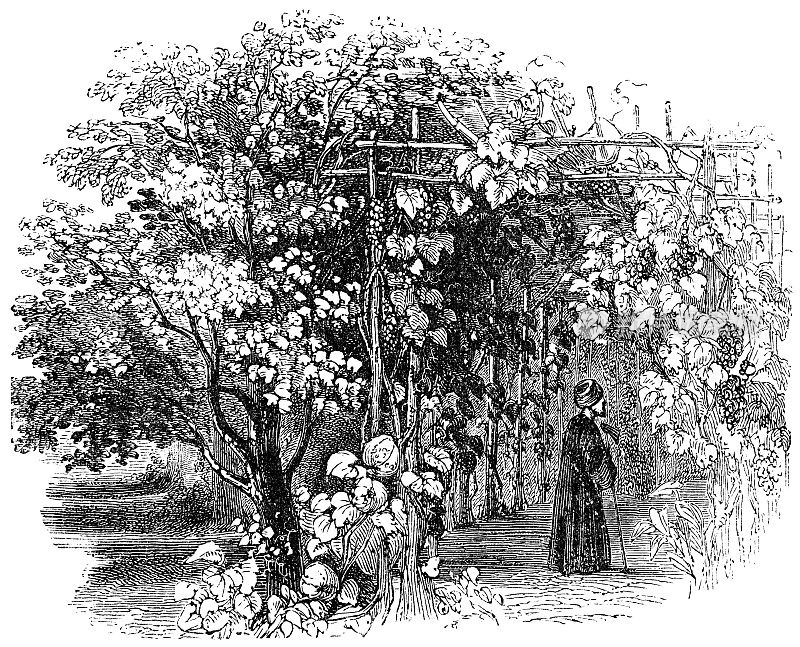 19世纪，奥托曼帝国的以色列乡村，葡萄藤和葫芦藤覆盖的藤架