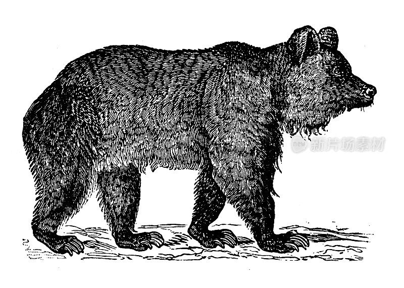 古董动物插图:棕色的熊