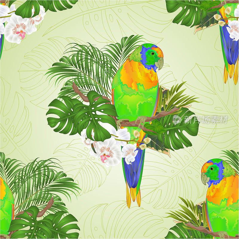 无缝纹理太阳Conure鹦鹉热带鸟站在一枝白兰花蝴蝶兰上白色背景矢量插图可编辑