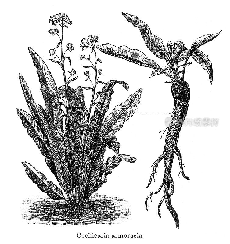 1897年的蔬菜马萝卜插图