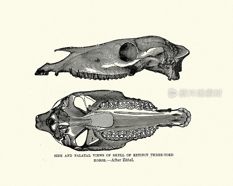 灭绝的三趾马的头骨，米奥珀斯，19世纪