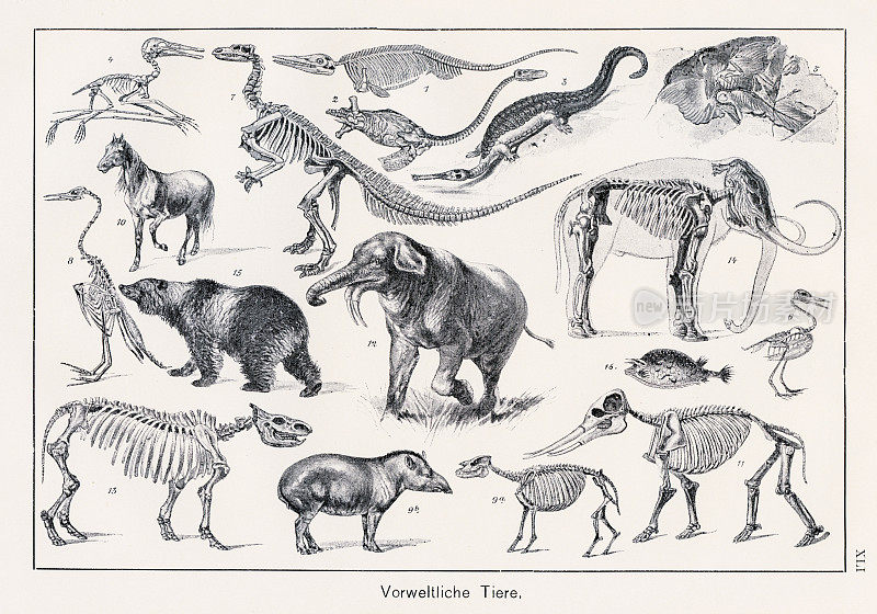 史前动物色板印刷术1899