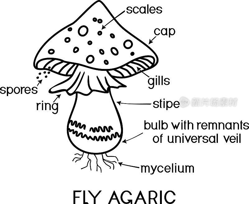 白色背景上分离的蝇木耳(鹅耳菌)卡通子实体结构的着色页