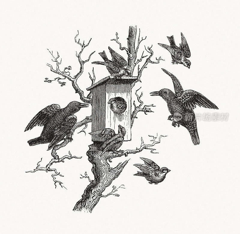 《椋鸟赶走麻雀》，木刻，1889年出版