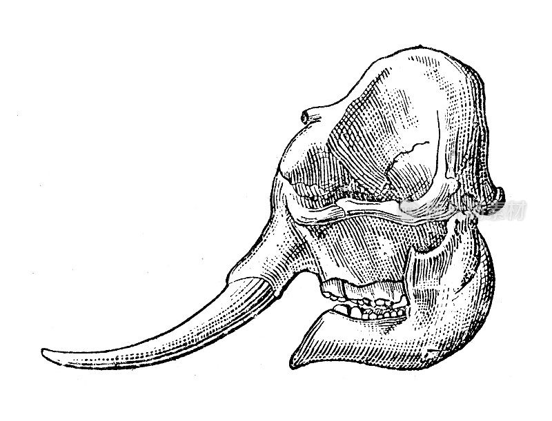 古董插画:大象头骨