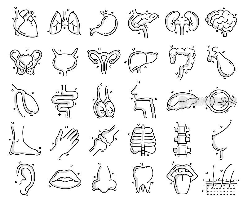 人体器官和解剖相关的物体和元素。手绘矢量涂鸦插图集。手绘图标集。