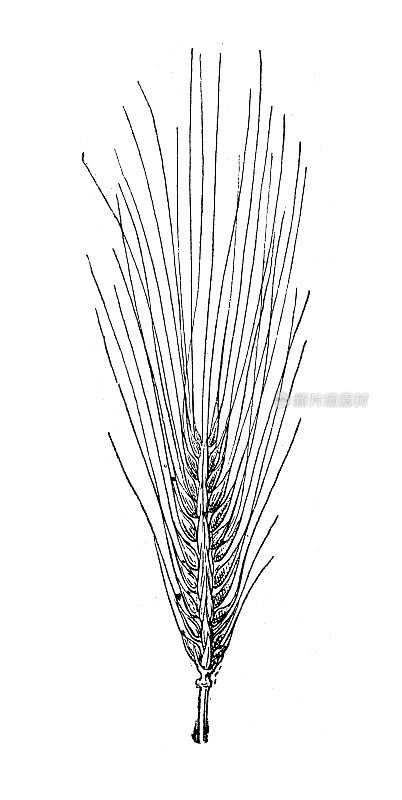 古董插图:大麦