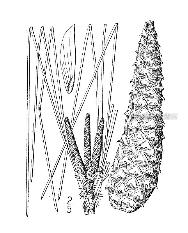 古植物学植物插图:沼泽松、长叶松、佐治亚松