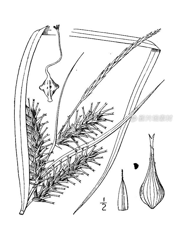 古植物学植物插图:苔草、草类莎草