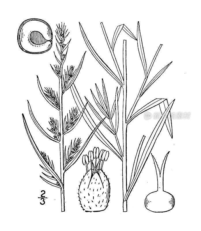 古植物学植物插图:科奇亚猪毛，科奇亚