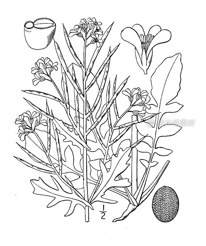 古植物学植物插图:巴巴利亚早熟，早冬西洋菜