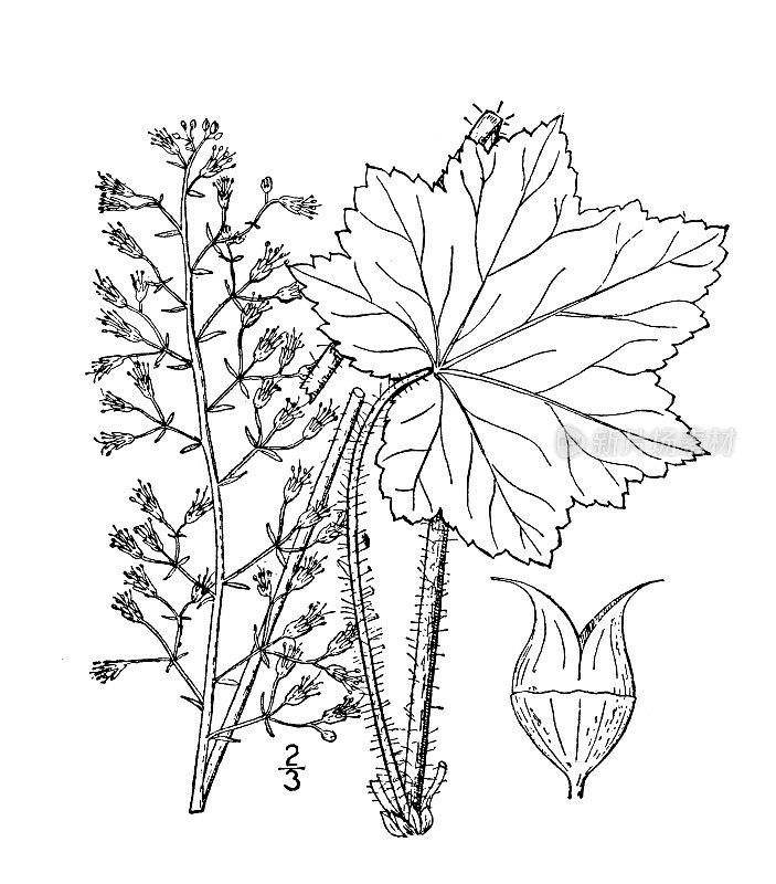 古植物学植物插图:毛毛荷属植物