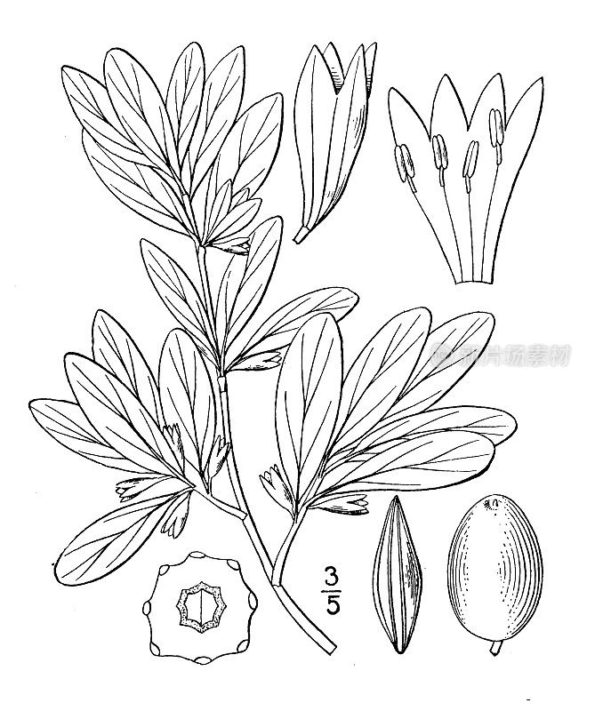 古植物学植物插图:油樟、银莓