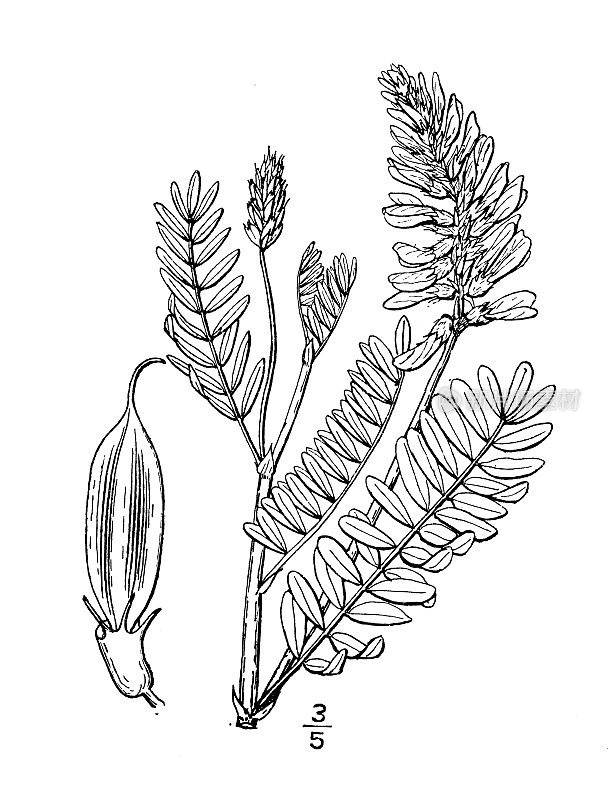 古植物学植物插图:黄芪、两沟紫云英