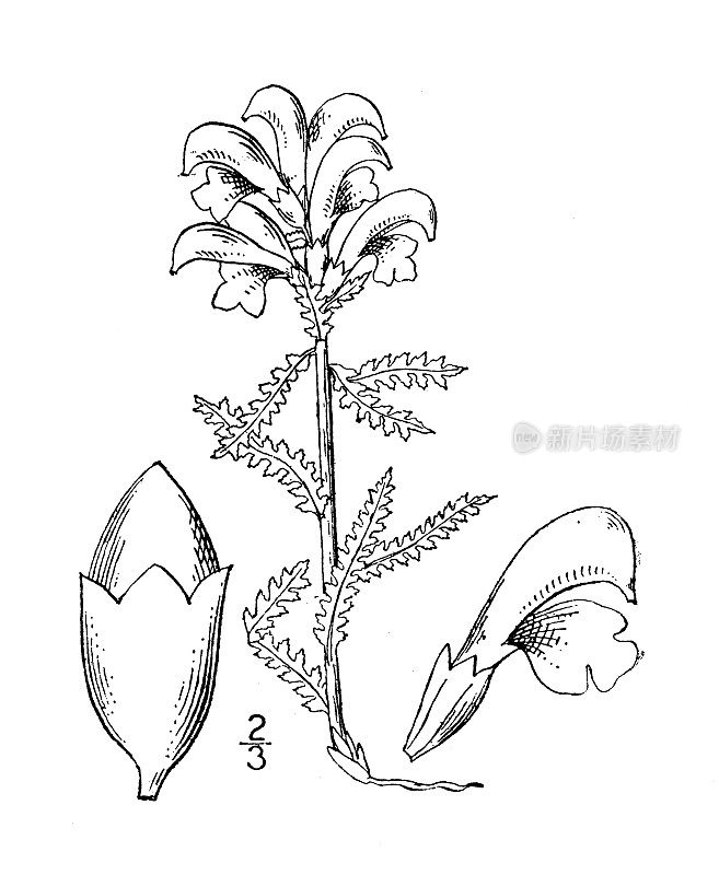 古植物学植物插图:马先蒿、马先蒿