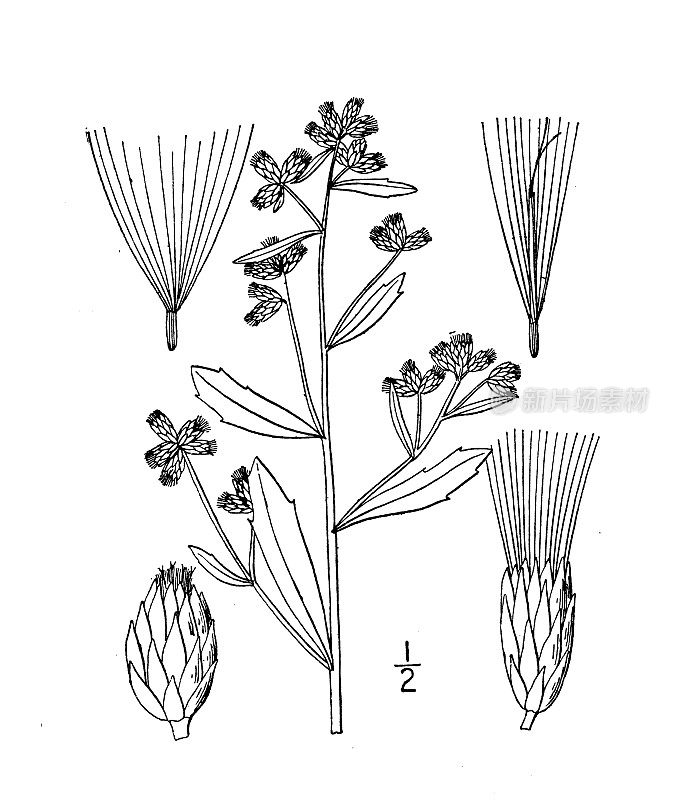 古植物学植物插图:酒神柳、酒神柳