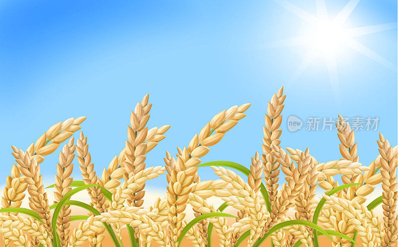 稻田、稻穗和蓝天田园夏日景观。水稻种植现实向量