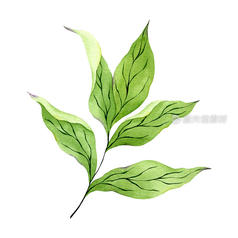水彩牡丹的绿色分枝孤立在白色背景。手绘的绿色牡丹叶子插图。水彩牡丹叶剪纸。