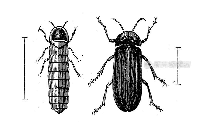 古代生物动物学图像:夜鳗