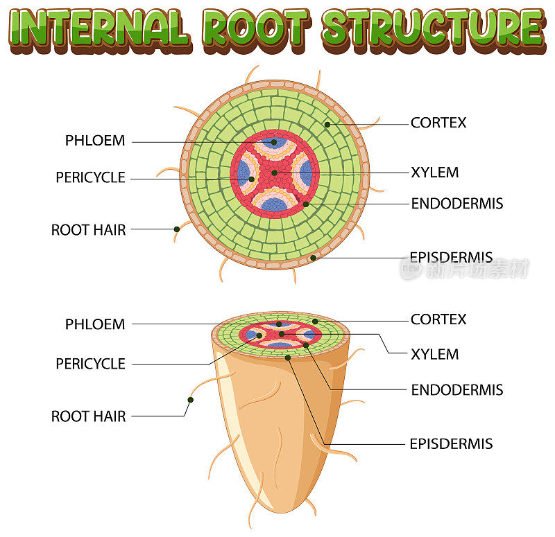 根图的内部结构