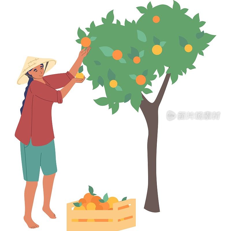 女性亚洲农民采摘桃果从树矢量图标